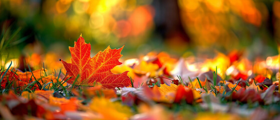 Autumn leaves on the ground in the park. Autumn background.