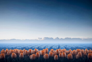 Fototapeta premium A field tulips and blue flowers with clear blue skies. 