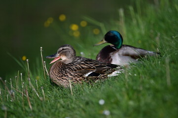 duck and ducklings