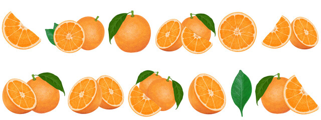 collection of illustration orange isolated, group of painting orange.