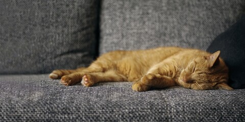 Cute ginger cat sleepng on couch in living room. Panoramic image with copy space.