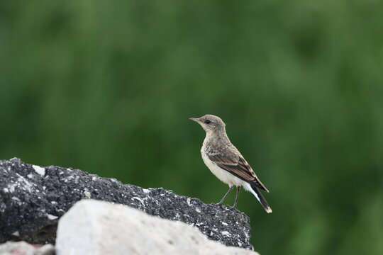 Common wheatear bird on a stone on a green background