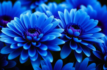 Top view, fill background of many Blue Chrysanthemum flower close up, one color, dark tone, macro texture flower