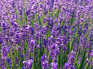 Background with Lavandula angustifolia Hidcote Blue. Image of sunlit blue lavenders. English...