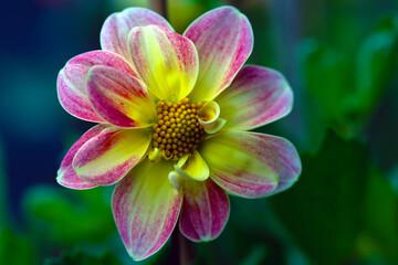 Cerise Pink Pompom Dahlia.