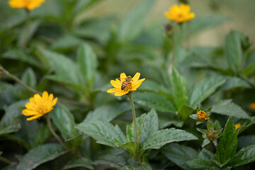 Latin american bee standing up in a yellow flower in a park in Peru blossom pollination honey apiculture