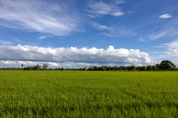Panoramic view of white clouds in a beautiful blue sky over green rice fields.