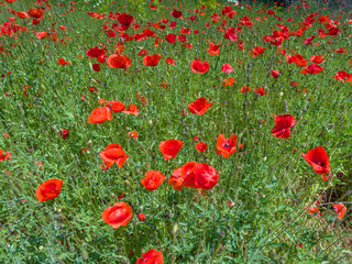 Wild red poppy on a meadow in summer sunny day