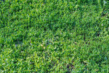 Meadow overgrown with the knotgrass in spring sunny morning