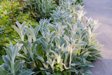 Obraz premium Stems of Stachys byzantina in spring sunny morning, close-up