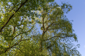 Tops of willow and other old trees in sunny morning