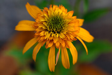 Mature 'Irresistible' Echinacea Flower