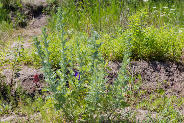 Bush of the young white wormwood in summer sunny day