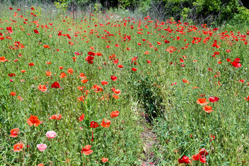 Wild red poppy on a meadow in summer sunny day