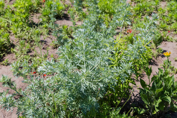 Bush of the young white wormwood in summer sunny day