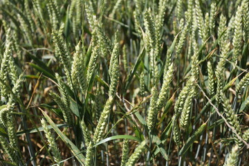 Culture d'orge dans un champ
