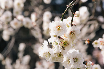 桜が咲く前にいち早く春と告げる梅の花