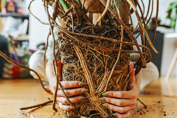 Cross section of soil, monstera with roots © larisikstefania