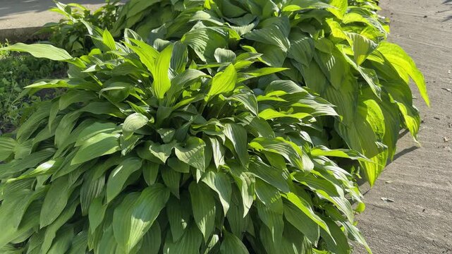 Bushes of cultivated hosta with variegated leaves in evening light