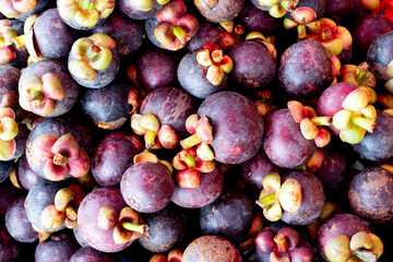 Fototapeta premium Above view of Mangosteen pile is there for trading. Mangosteen is a queen of fruits in Thailand.