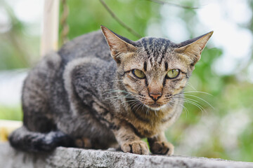 Close-up of a gray cat resting on the wall.