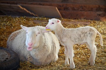 Fototapeta premium Little baby sheep. Beautiful and cute farm animal.
