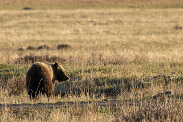 Grizzly Bear in Yellowstone National Park in Springtime