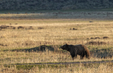 Grizzly Bear in Yellowstone National Park in Springtime