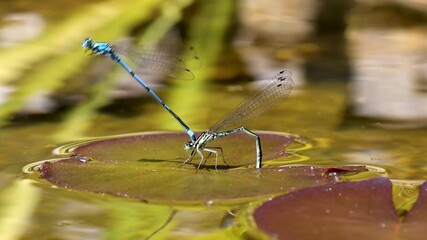 Beautiful demoiselle (Calopteryx virgo) on grass on the shore of Frillensee near Inzell, Bavaria, Germany.Close-up of a Dragonfly on a leaf, Canada.Hanging Around