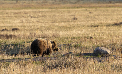 Grizzly Bear in Yellowstone National Park in Springtime