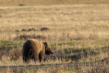 Grizzly Bear in Yellowstone National Park in Springtime