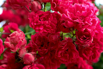 Bush of pink roses. Beautiful photo of flowers.