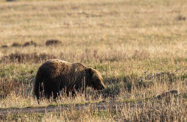 Grizzly Bear in Yellowstone National Park in Springtime