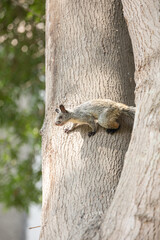 White naped squirrel Peru Ecuador rodent mammal 