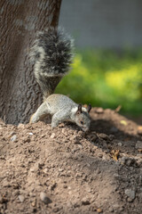 White naped squirrel Peru Ecuador rodent mammal 