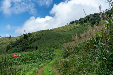 A vibrant summer landscape unfolds with wildflowers carpeting a meadow beneath a dramatic cloudy sky