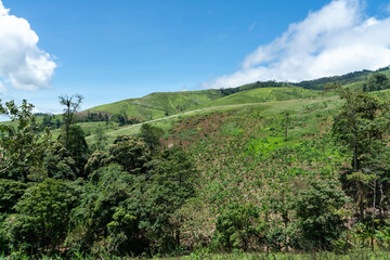Obraz premium Summer Vineyard in a Mountainous Landscape with Green Hills and Cloudy Sky