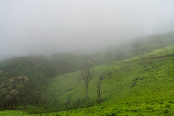 Sun peeks through the morning mist creating an ethereal landscape in the green forest
