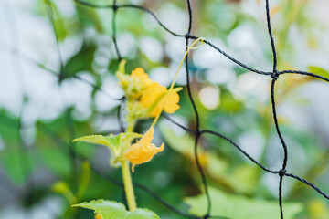 cucumber plant weaves along grid, with peduncles and fruits