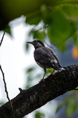 White-cheeked Starling (Spodiopsar cineraceus) - Commonly Found in East Asia
