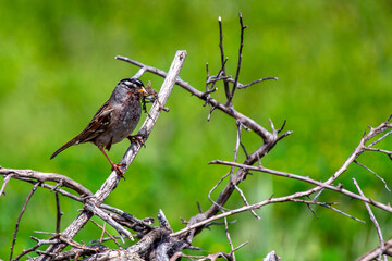 White-crowned Sparrow (Zonotrichia leucophrys) - Commonly Found in North America