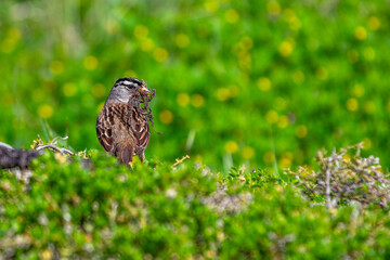 White-crowned Sparrow (Zonotrichia leucophrys) - Commonly Found in North America