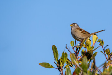White-crowned Sparrow (Zonotrichia leucophrys) - Commonly Found in North America