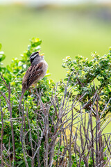 White-crowned Sparrow (Zonotrichia leucophrys) - Commonly Found in North America