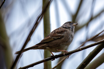 White-crowned Sparrow (Zonotrichia leucophrys) - Commonly Found in North America