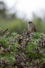 White-crowned Sparrow (Zonotrichia leucophrys) - Commonly Found in North America