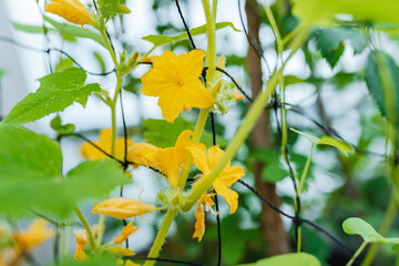 cucumber plant weaves along grid, with peduncles and fruits