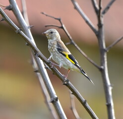 Young carduelis carduelis posing on the branch.
