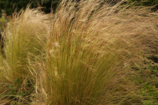 Stipa balay&eacute; par le vent