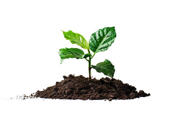 Fototapeta premium A young green plant with vibrant leaves emerging from rich, dark soil, isolated on a transparent background.
